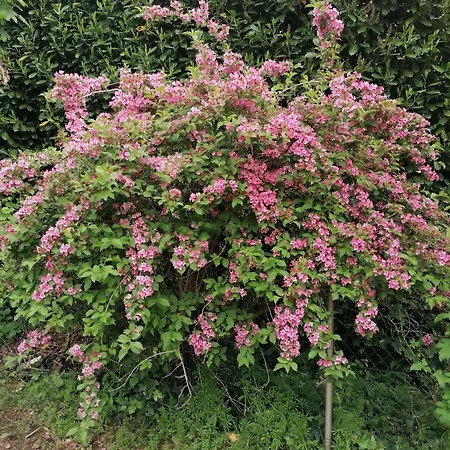 D'hotes Les 2 Tilleuls 住宿加早餐酒店 3*